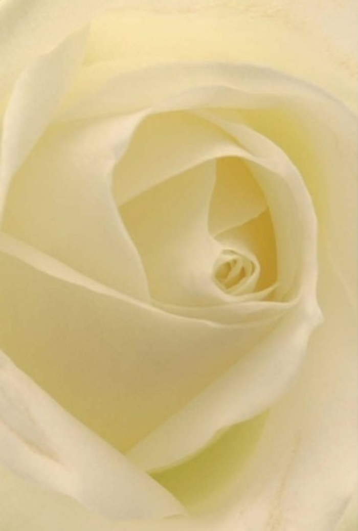 Seen up close through the lens of a Bow florist's eye, this classic white rose embodies tranquility and gentle refinement, much like a slow stroll through Tower Hamlets Cemetery Park nearby. The paper-thin petals merge seamlessly from snowy white to the softest touch of cream, capturing and reflecting natural light as if the flower itself glows from within. There's a sophisticated interplay of shadow and shine within the layers, reminiscent of the quiet mornings spent in East London studios arranging tributes for weddings, apologies, or gestures of enduring love. The perfect spiral at the heart of the flower suggests resilience and innocence, while the subtle transition of hues evokes a sense of hope and humility. One imagines the faint, powdery fragrance gracing the cool air, bringing serenity to any space-be it a Bow kitchen windowsill or the altar of a nearby church. The rose, carefully selected and arranged by the team at Flower Delivery Bow, serves as a symbol of sincerity and care, its beauty enhanced by the nuanced touch of those who understand their neighbours and their needs.